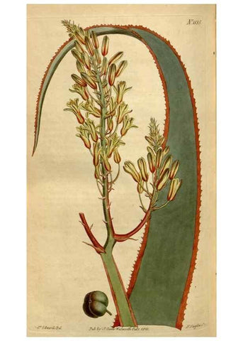 Reproducción/Reproduction 35021708992: Curtis's botanical magazine.. London ; New York [etc.] :Academic Press [etc.]