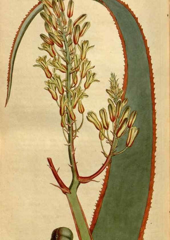 Reproducción/Reproduction 35021708992: Curtis's botanical magazine.. London ; New York [etc.] :Academic Press [etc.]