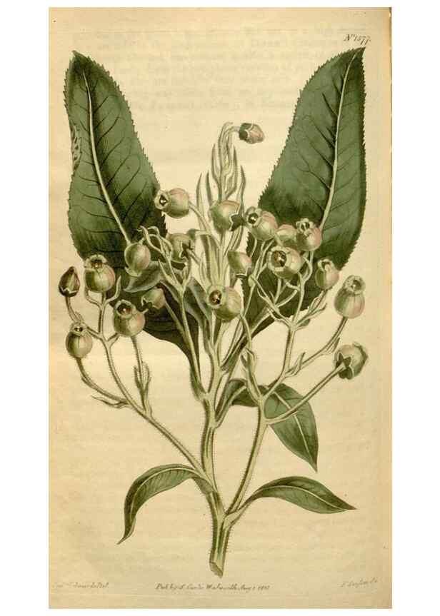 Reproducción/Reproduction 34377283933: Curtis's botanical magazine.. London ; New York [etc.] :Academic Press [etc.]