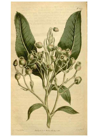 Reproducción/Reproduction 34377283933: Curtis's botanical magazine.. London ; New York [etc.] :Academic Press [etc.]