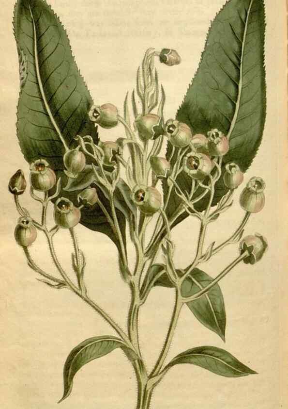 Reproducción/Reproduction 34377283933: Curtis's botanical magazine.. London ; New York [etc.] :Academic Press [etc.]