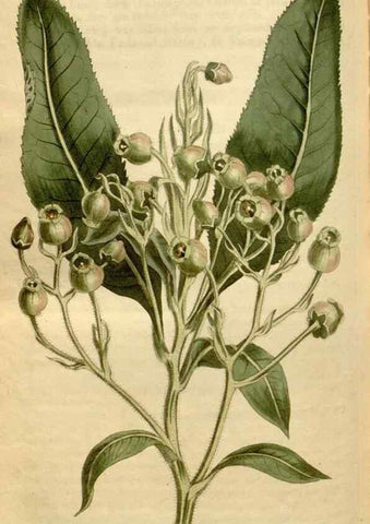 Reproducción/Reproduction 34377283933: Curtis's botanical magazine.. London ; New York [etc.] :Academic Press [etc.]