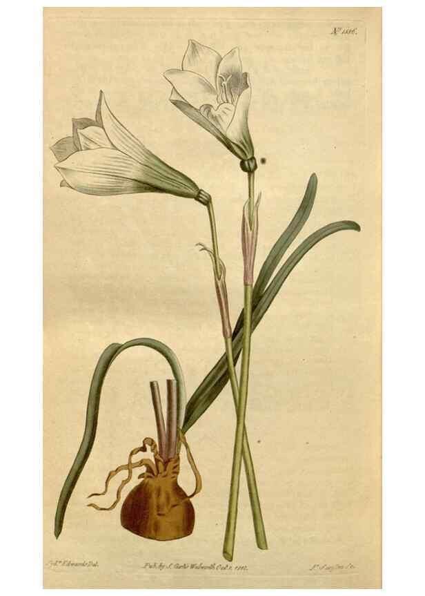 Reproducción/Reproduction 34800245300: Curtis's botanical magazine.. London ; New York [etc.] :Academic Press [etc.]