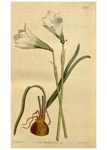 Reproducción/Reproduction 34800245300: Curtis's botanical magazine.. London ; New York [etc.] :Academic Press [etc.]