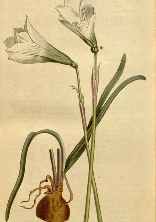Reproducción/Reproduction 34800245300: Curtis's botanical magazine.. London ; New York [etc.] :Academic Press [etc.]