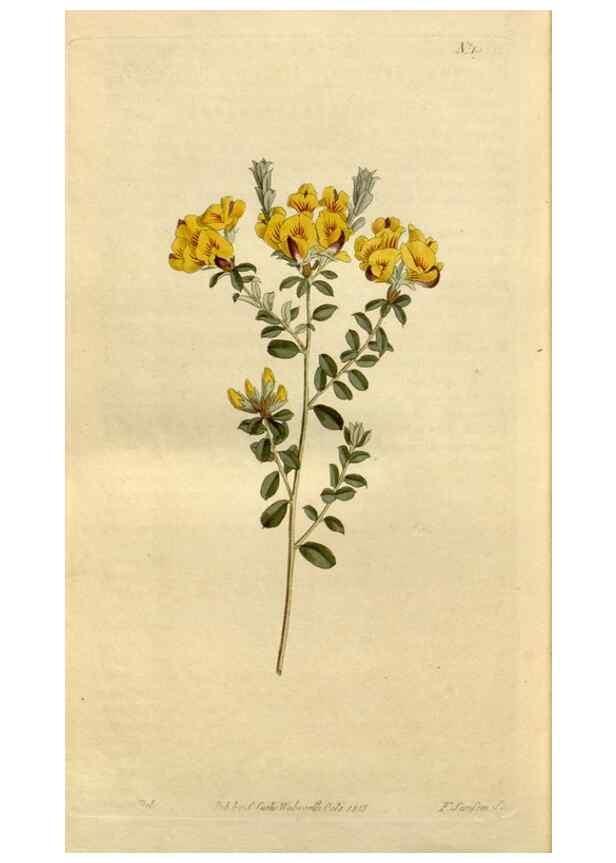 Reproducción/Reproduction 34377299473: Curtis's botanical magazine.. London ; New York [etc.] :Academic Press [etc.]