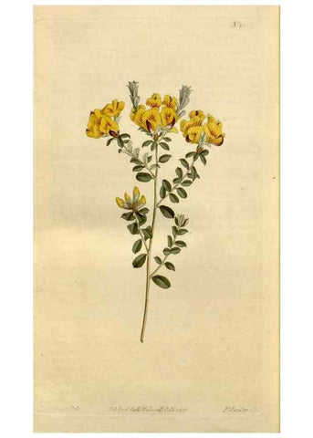 Reproducción/Reproduction 34377299473: Curtis's botanical magazine.. London ; New York [etc.] :Academic Press [etc.]