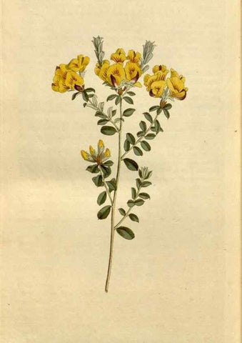 Reproducción/Reproduction 34377299473: Curtis's botanical magazine.. London ; New York [etc.] :Academic Press [etc.]