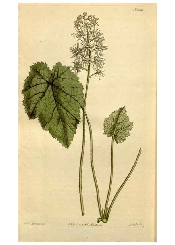 Reproducción/Reproduction 34377300013: Curtis's botanical magazine.. London ; New York [etc.] :Academic Press [etc.]