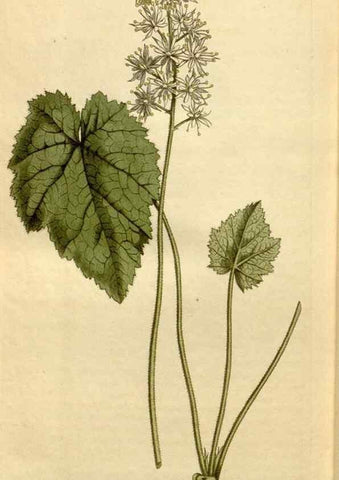 Reproducción/Reproduction 34377300013: Curtis's botanical magazine.. London ; New York [etc.] :Academic Press [etc.]