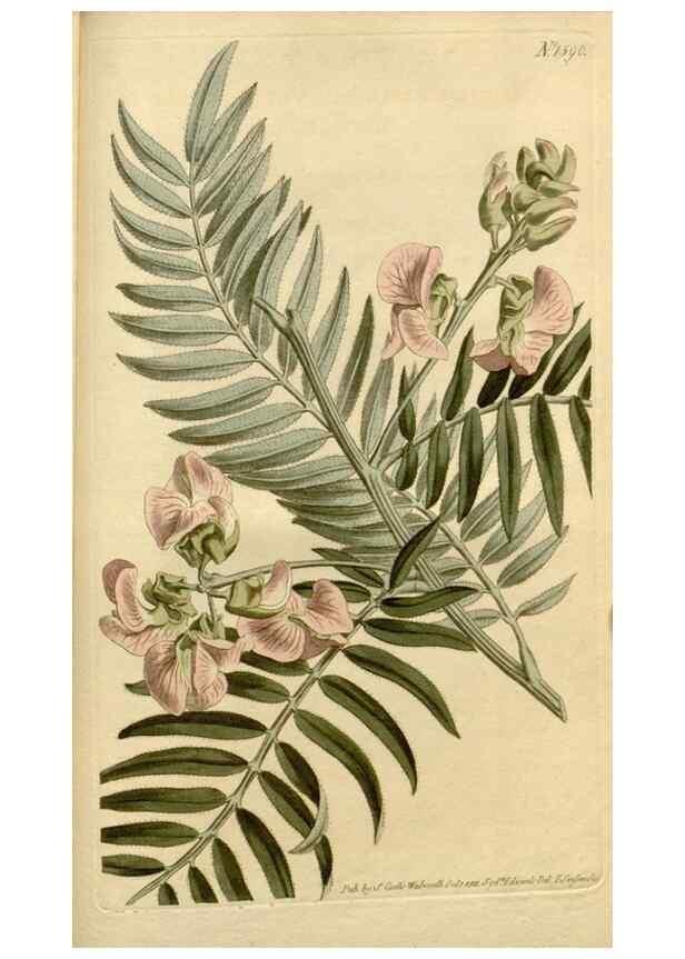 Reproducción/Reproduction 34377300853: Curtis's botanical magazine.. London ; New York [etc.] :Academic Press [etc.]