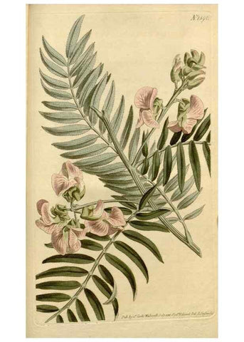 Reproducción/Reproduction 34377300853: Curtis's botanical magazine.. London ; New York [etc.] :Academic Press [etc.]