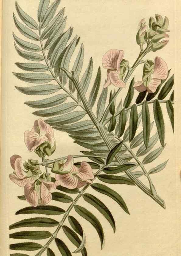 Reproducción/Reproduction 34377300853: Curtis's botanical magazine.. London ; New York [etc.] :Academic Press [etc.]