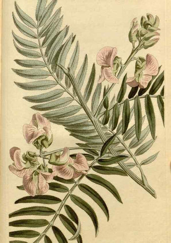Reproducción/Reproduction 34377300853: Curtis's botanical magazine.. London ; New York [etc.] :Academic Press [etc.]