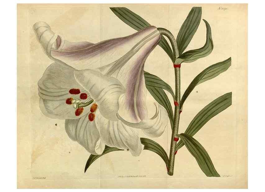Reproducción/Reproduction 34377301383: Curtis's botanical magazine.. London ; New York [etc.] :Academic Press [etc.]
