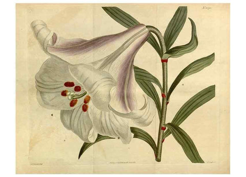 Reproducción/Reproduction 34377301383: Curtis's botanical magazine.. London ; New York [etc.] :Academic Press [etc.]