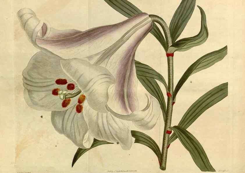 Reproducción/Reproduction 34377301383: Curtis's botanical magazine.. London ; New York [etc.] :Academic Press [etc.]