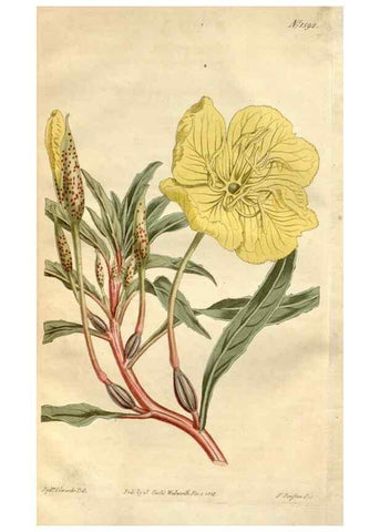 Reproducción/Reproduction 35056300791: Curtis's botanical magazine.. London ; New York [etc.] :Academic Press [etc.]