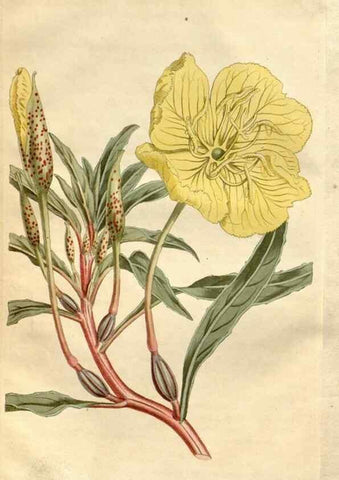 Reproducción/Reproduction 35056300791: Curtis's botanical magazine.. London ; New York [etc.] :Academic Press [etc.]
