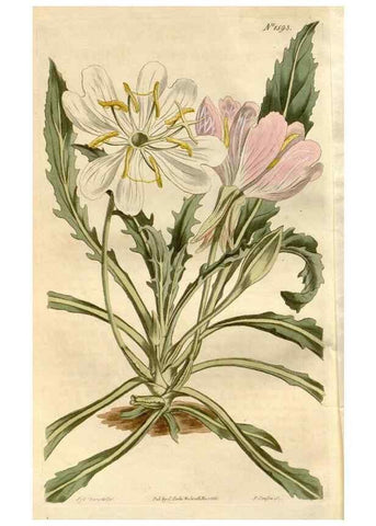 Reproducción/Reproduction 35056302991: Curtis's botanical magazine.. London ; New York [etc.] :Academic Press [etc.]