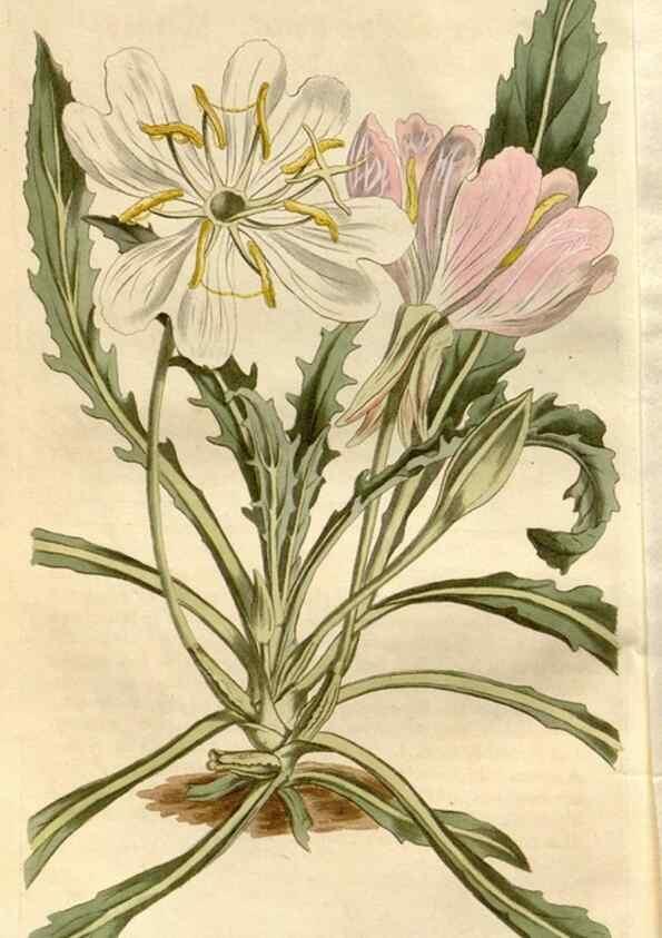 Reproducción/Reproduction 35056302991: Curtis's botanical magazine.. London ; New York [etc.] :Academic Press [etc.]