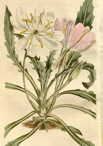 Reproducción/Reproduction 35056302991: Curtis's botanical magazine.. London ; New York [etc.] :Academic Press [etc.]