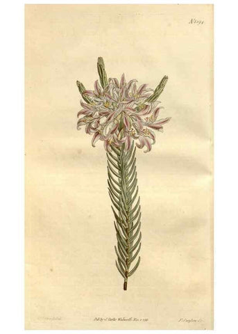 Reproducción/Reproduction 35056304701: Curtis's botanical magazine.. London ; New York [etc.] :Academic Press [etc.]