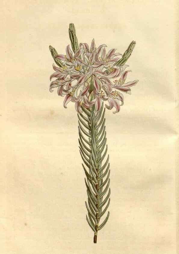 Reproducción/Reproduction 35056304701: Curtis's botanical magazine.. London ; New York [etc.] :Academic Press [etc.]