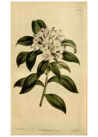 Reproducción/Reproduction 34800246730: Curtis's botanical magazine.. London ; New York [etc.] :Academic Press [etc.]