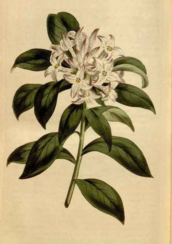 Reproducción/Reproduction 34800246730: Curtis's botanical magazine.. London ; New York [etc.] :Academic Press [etc.]