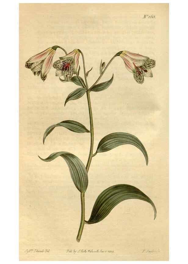 Reproducción/Reproduction 35186975445: Curtis's botanical magazine.. London ; New York [etc.] :Academic Press [etc.]