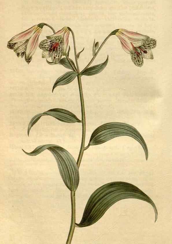 Reproducción/Reproduction 35186975445: Curtis's botanical magazine.. London ; New York [etc.] :Academic Press [etc.]