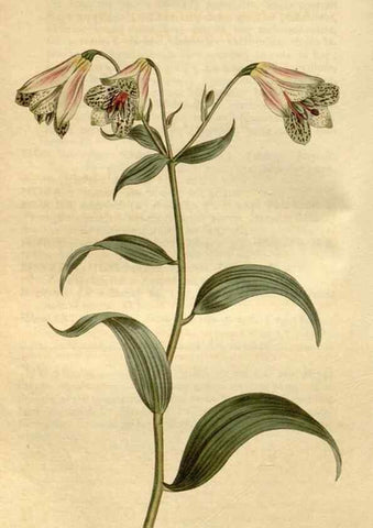 Reproducción/Reproduction 35186975445: Curtis's botanical magazine.. London ; New York [etc.] :Academic Press [etc.]