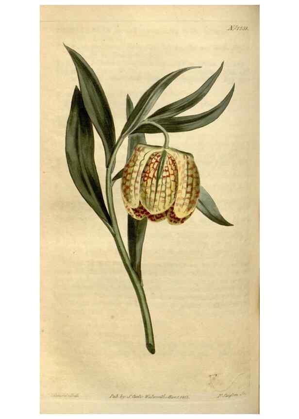 Reproducción/Reproduction 35146547086: Curtis's botanical magazine.. London ; New York [etc.] :Academic Press [etc.]