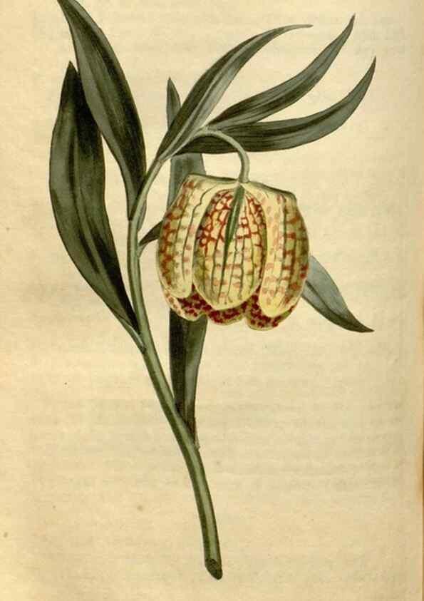 Reproducción/Reproduction 35146547086: Curtis's botanical magazine.. London ; New York [etc.] :Academic Press [etc.]