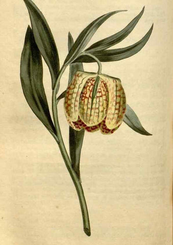 Reproducción/Reproduction 35146547086: Curtis's botanical magazine.. London ; New York [etc.] :Academic Press [etc.]
