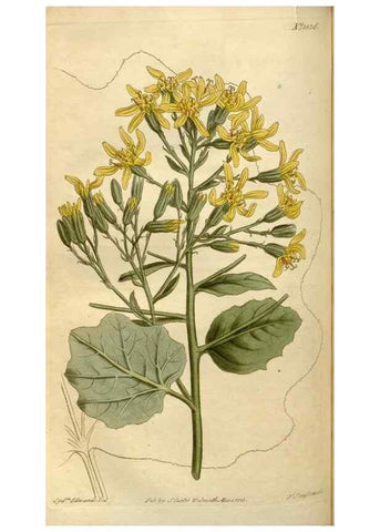 Reproducción/Reproduction 35186795485: Curtis's botanical magazine.. London ; New York [etc.] :Academic Press [etc.]