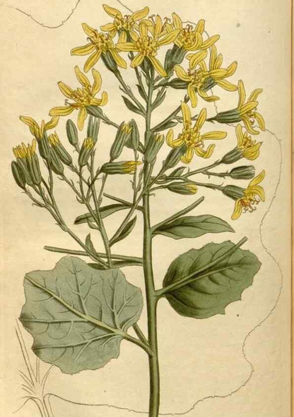 Reproducción/Reproduction 35186795485: Curtis's botanical magazine.. London ; New York [etc.] :Academic Press [etc.]