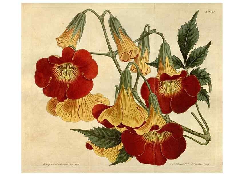 Reproducción/Reproduction 35170287395: Curtis's botanical magazine.. London ; New York [etc.] :Academic Press [etc.]
