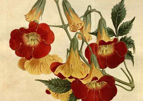 Reproducción/Reproduction 35170287395: Curtis's botanical magazine.. London ; New York [etc.] :Academic Press [etc.]