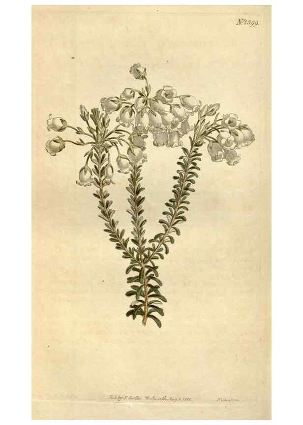 Reproducción/Reproduction 34360617553: Curtis's botanical magazine.. London ; New York [etc.] :Academic Press [etc.]