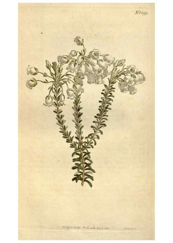 Reproducción/Reproduction 34360617553: Curtis's botanical magazine.. London ; New York [etc.] :Academic Press [etc.]