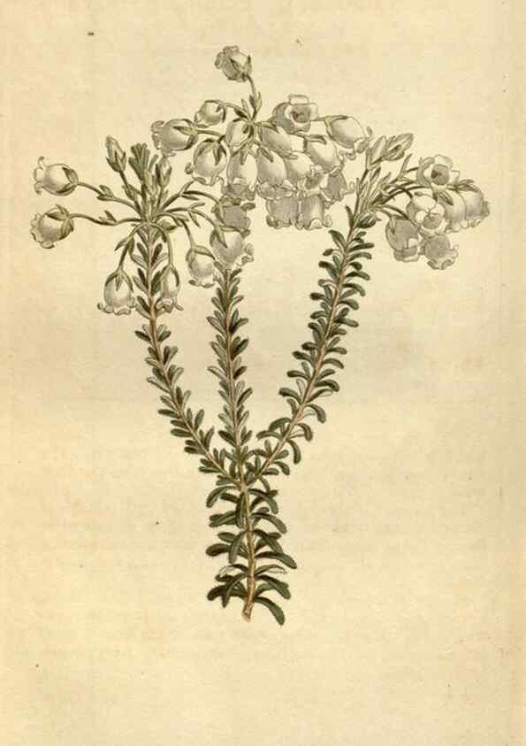 Reproducción/Reproduction 34360617553: Curtis's botanical magazine.. London ; New York [etc.] :Academic Press [etc.]