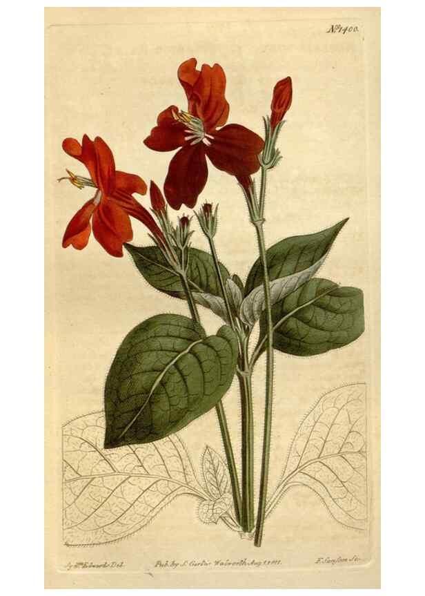 Reproducción/Reproduction 34360618933: Curtis's botanical magazine.. London ; New York [etc.] :Academic Press [etc.]