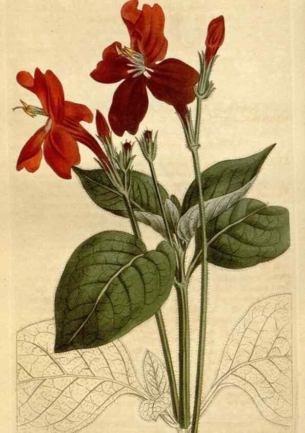 Reproducción/Reproduction 34360618933: Curtis's botanical magazine.. London ; New York [etc.] :Academic Press [etc.]