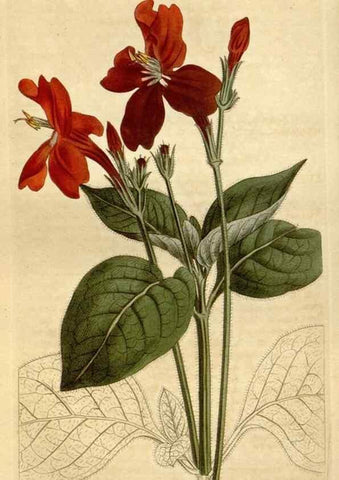 Reproducción/Reproduction 34360618933: Curtis's botanical magazine.. London ; New York [etc.] :Academic Press [etc.]