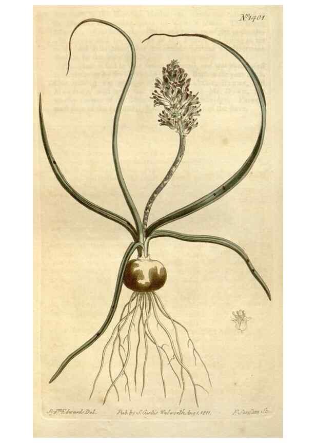 Reproducción/Reproduction 34360620263: Curtis's botanical magazine.. London ; New York [etc.] :Academic Press [etc.]