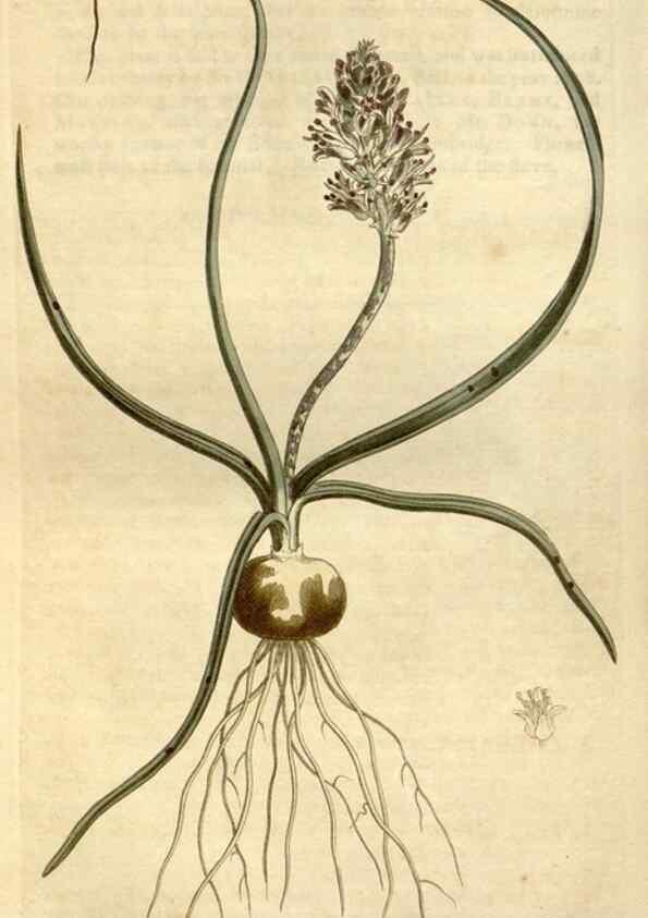 Reproducción/Reproduction 34360620263: Curtis's botanical magazine.. London ; New York [etc.] :Academic Press [etc.]