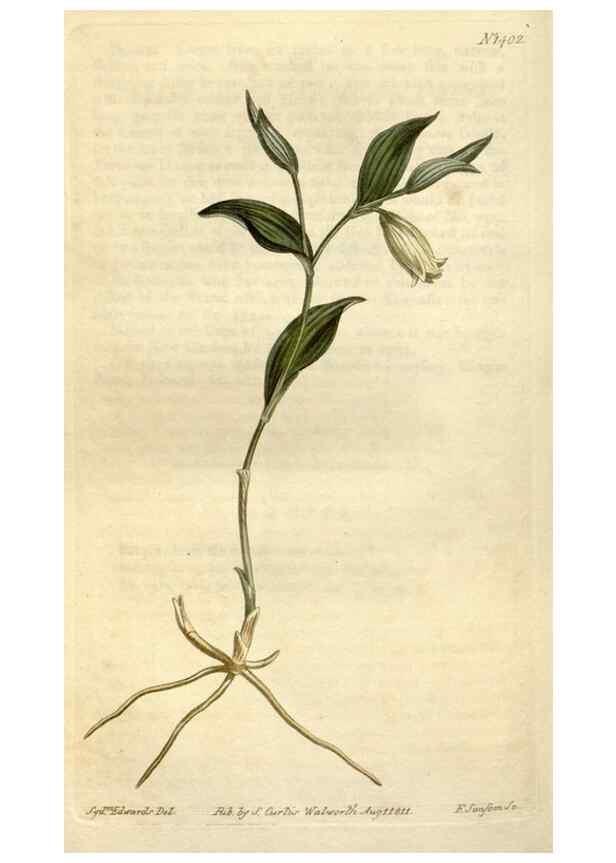 Reproducción/Reproduction 34325249184: Curtis's botanical magazine.. London ; New York [etc.] :Academic Press [etc.]