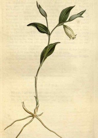Reproducción/Reproduction 34325249184: Curtis's botanical magazine.. London ; New York [etc.] :Academic Press [etc.]